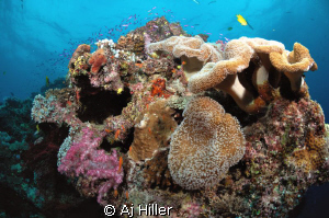 Beautiful and very healthy coral reef in the South Pacifi... by Aj Hiller 